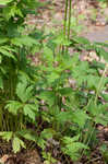 Tall thimbleweed